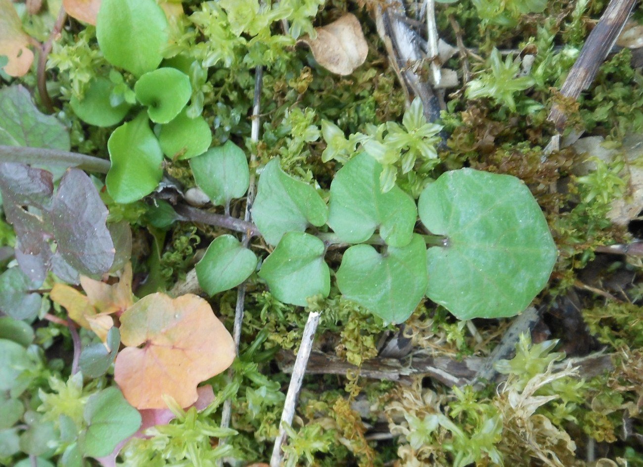 Cardamine apennina Lihov & Marhold